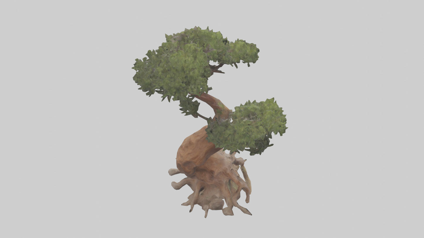 3D model Rocky Mountain Juniper tree model VR / AR / low-poly