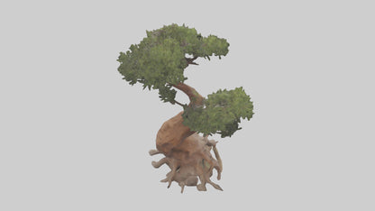 3D model Rocky Mountain Juniper tree model VR / AR / low-poly