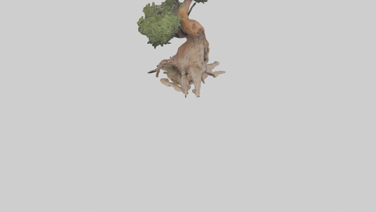 3D model Rocky Mountain Juniper tree model VR / AR / low-poly