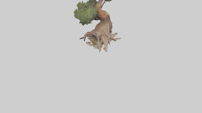 3D model Rocky Mountain Juniper tree model VR / AR / low-poly
