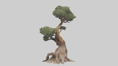 3D model Rocky Mountain Juniper tree model VR / AR / low-poly