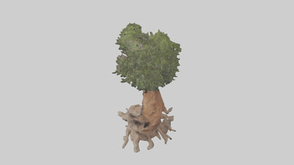 3D model Rocky Mountain Juniper tree model VR / AR / low-poly