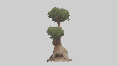 3D model Rocky Mountain Juniper tree model VR / AR / low-poly