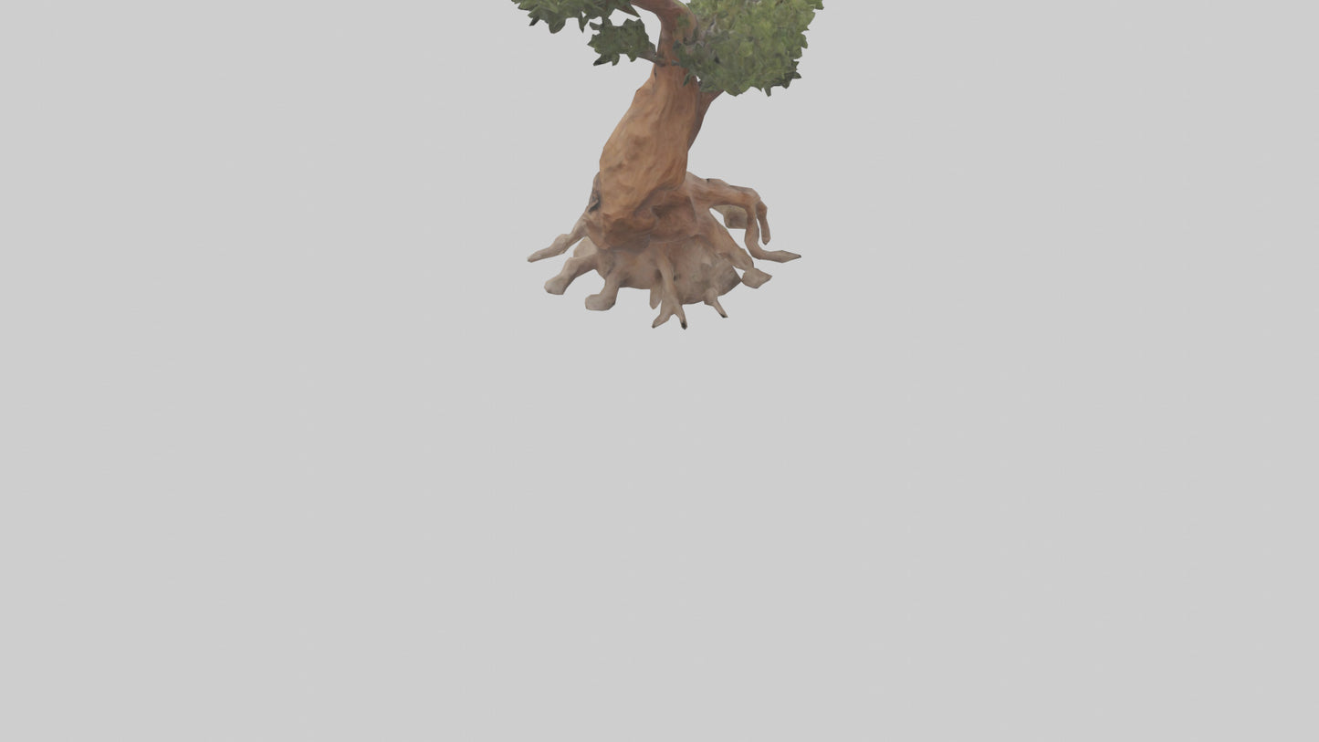 3D model Rocky Mountain Juniper tree model VR / AR / low-poly