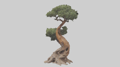 3D model Rocky Mountain Juniper tree model VR / AR / low-poly