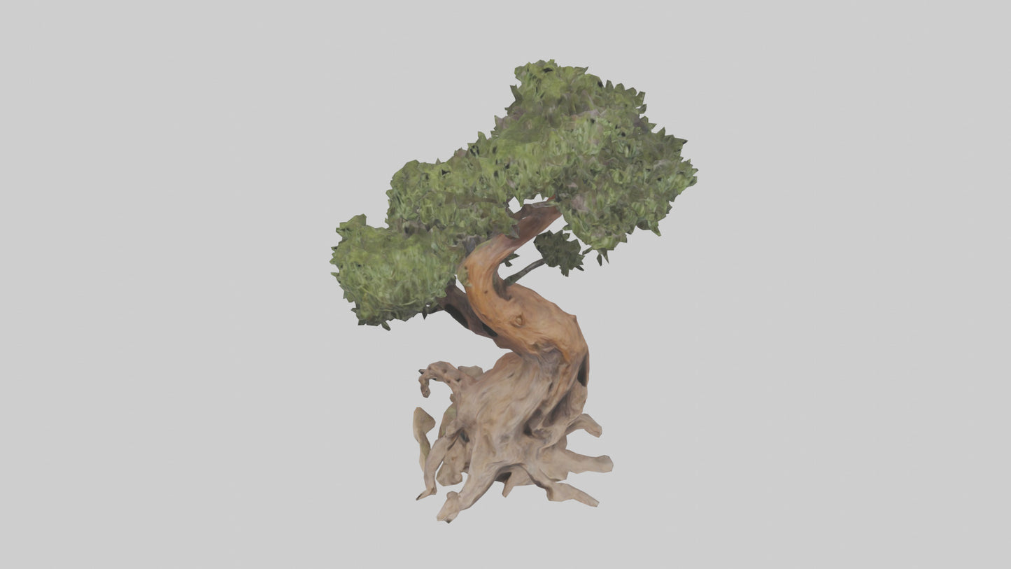 3D model Rocky Mountain Juniper tree model VR / AR / low-poly
