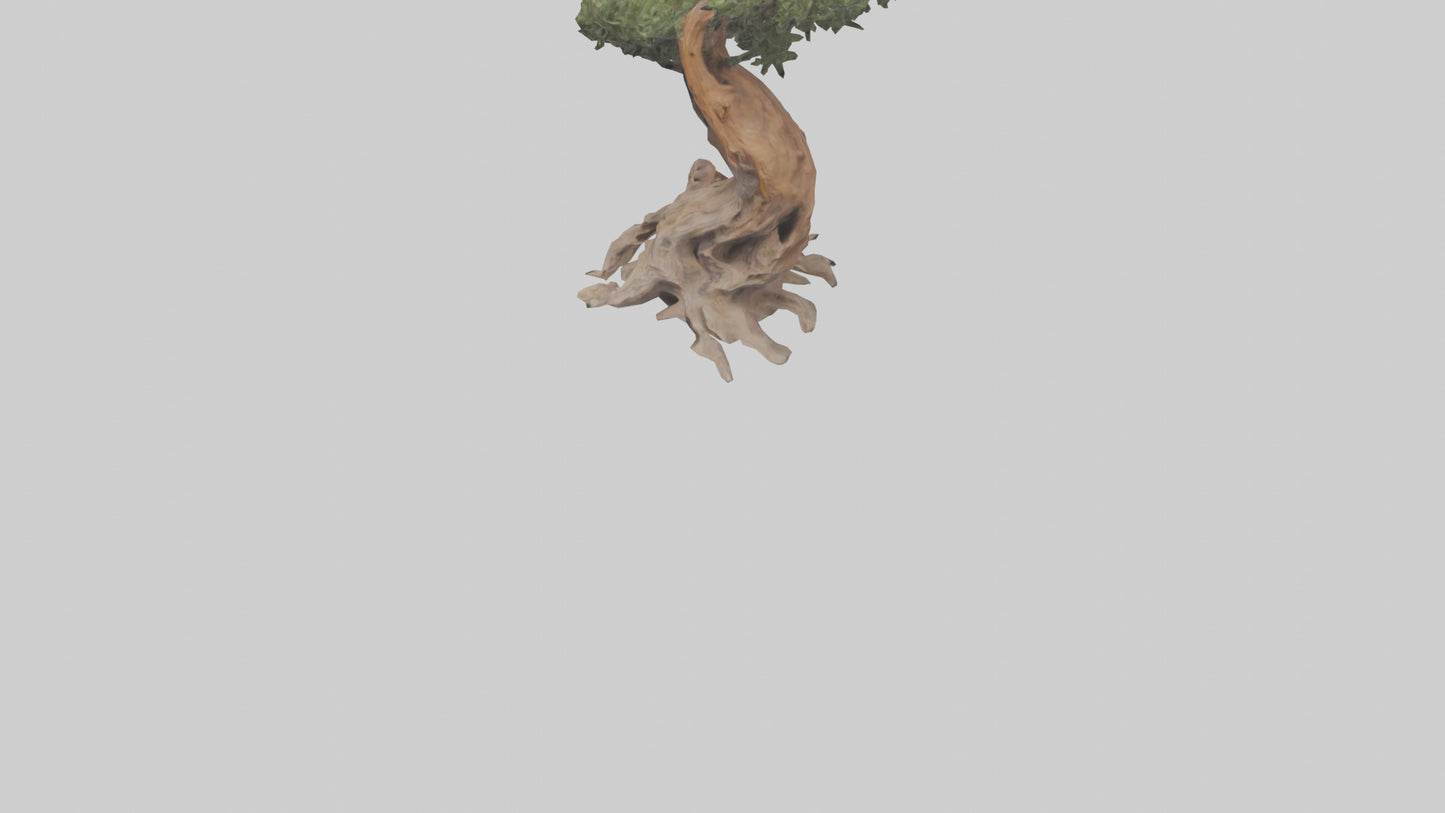 3D model Rocky Mountain Juniper tree model VR / AR / low-poly