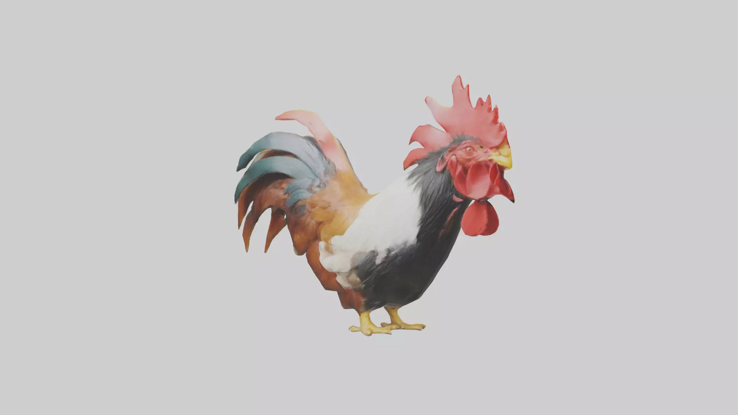 3D model Rooster Comb Model VR / AR / low-poly