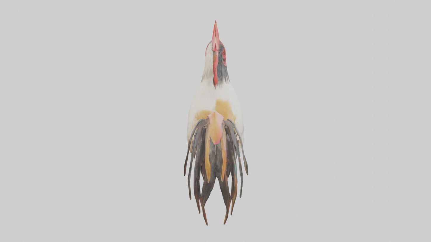 3D model Rooster Comb Model VR / AR / low-poly