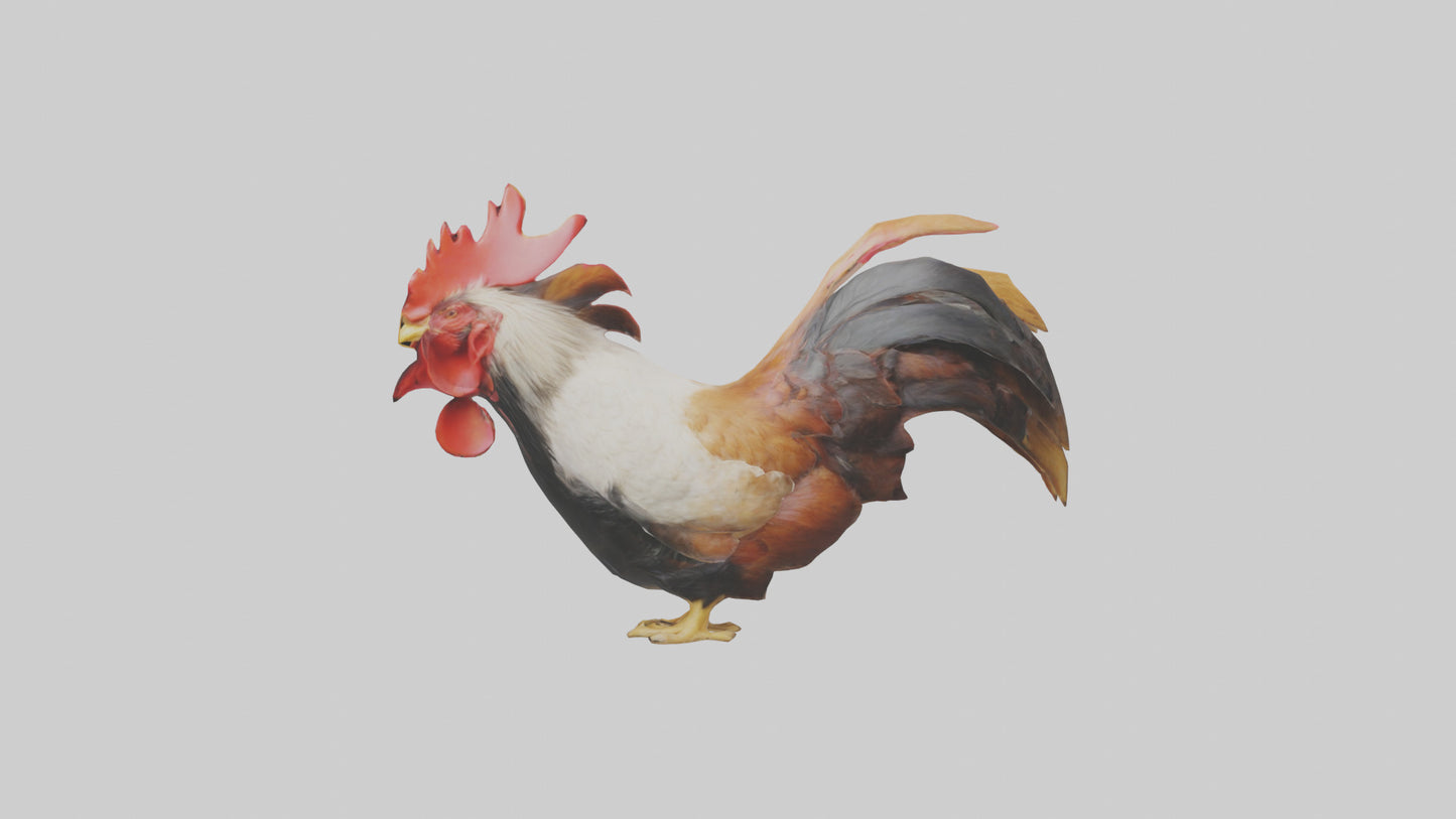 3D model Rooster Comb Model VR / AR / low-poly