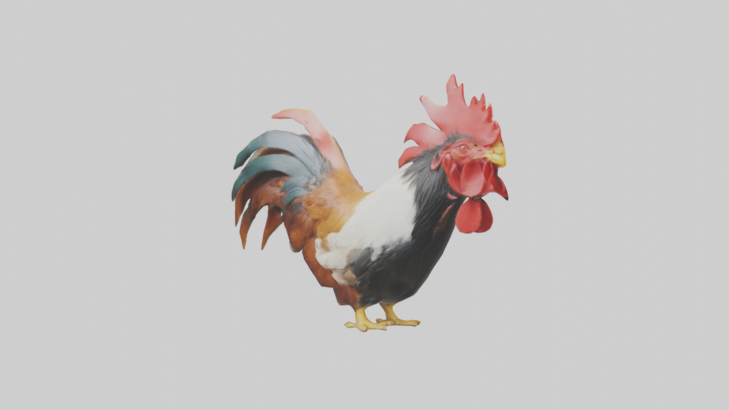 3D model Rooster Comb Model VR / AR / low-poly