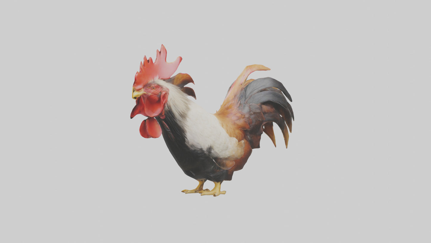 3D model Rooster Comb Model VR / AR / low-poly