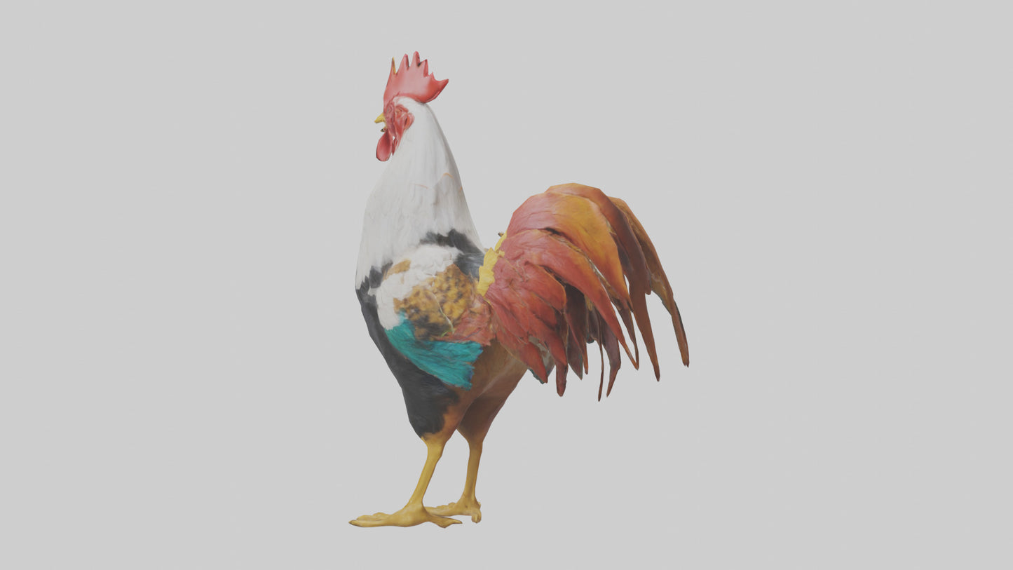 Rooster crowing model VR / AR / low-poly