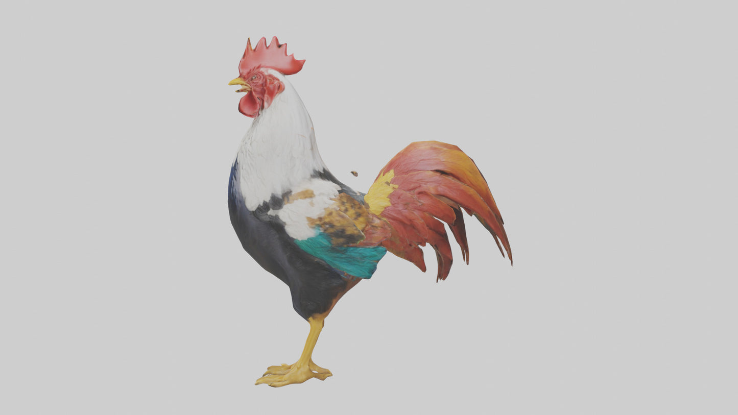 Rooster crowing model VR / AR / low-poly