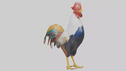 Rooster crowing model VR / AR / low-poly
