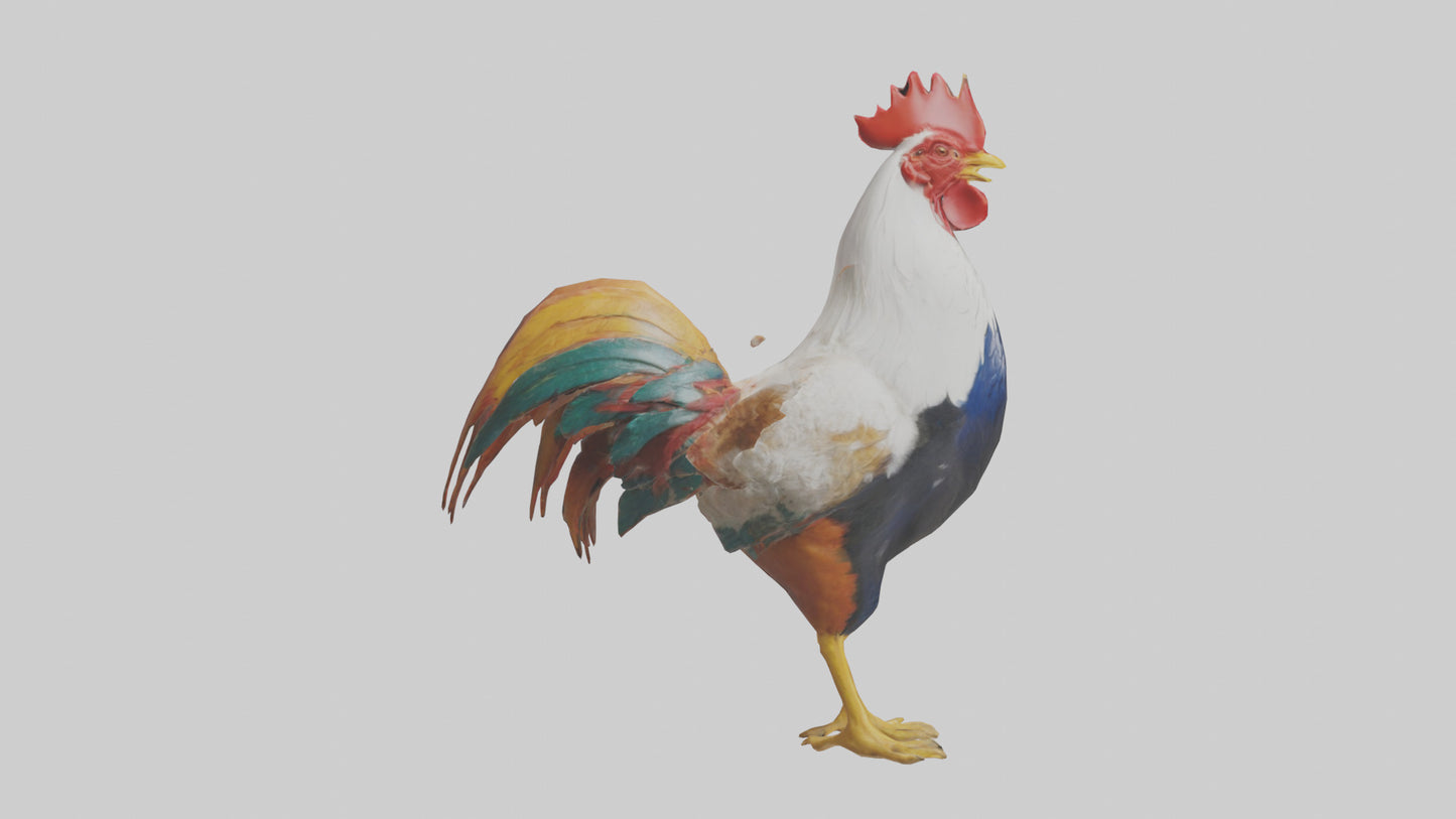 Rooster crowing model VR / AR / low-poly