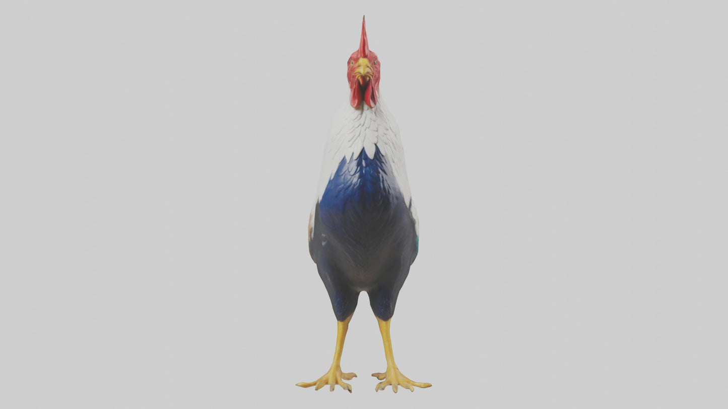 Rooster crowing model VR / AR / low-poly