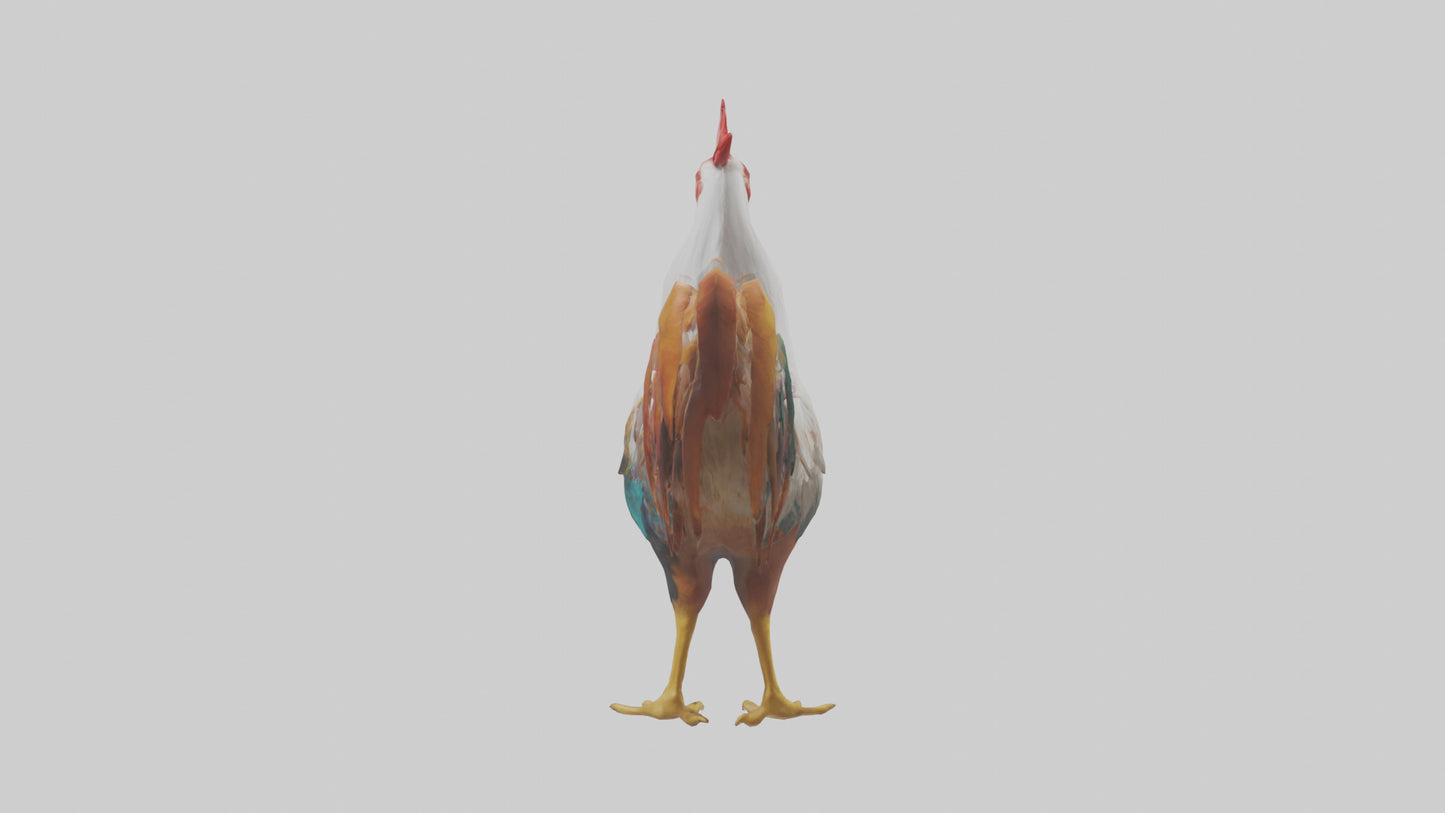 Rooster crowing model VR / AR / low-poly