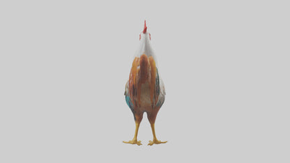 Rooster crowing model VR / AR / low-poly
