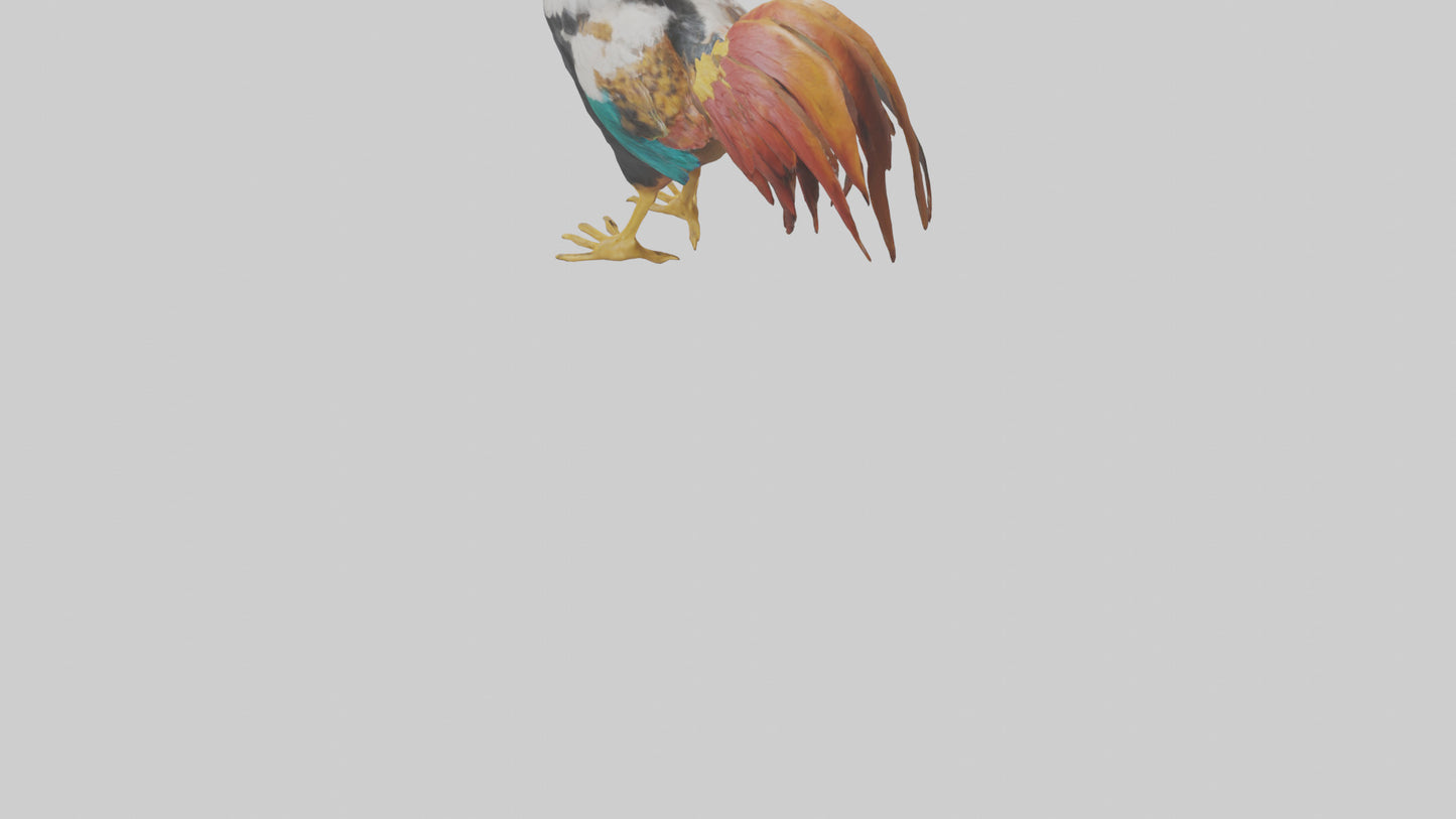 Rooster crowing model VR / AR / low-poly