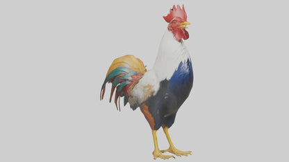 Rooster crowing model VR / AR / low-poly