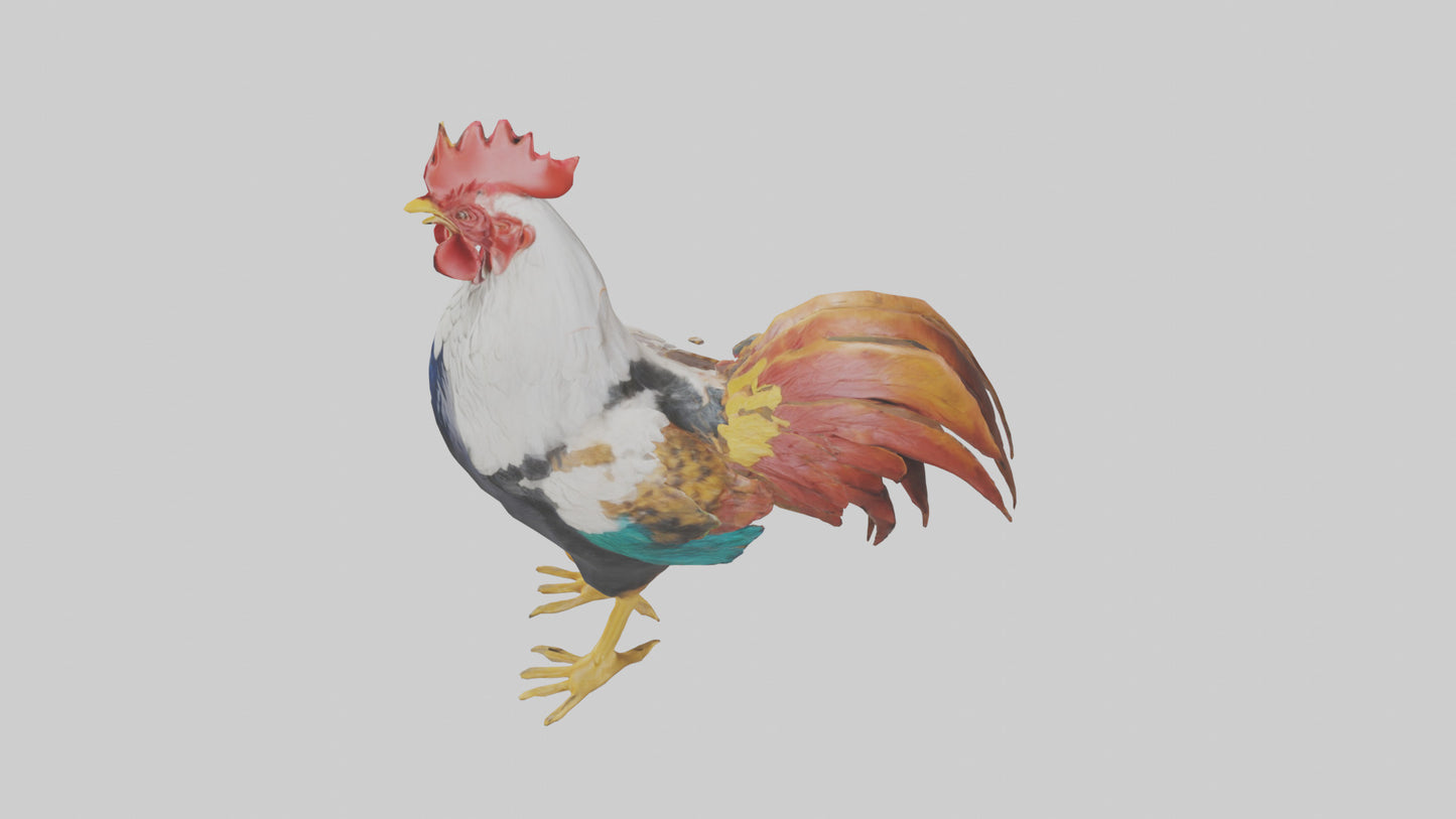Rooster crowing model VR / AR / low-poly
