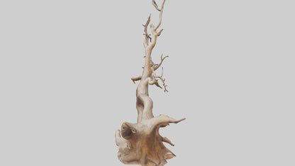 Root Tree Branch Sculpture model 3D model