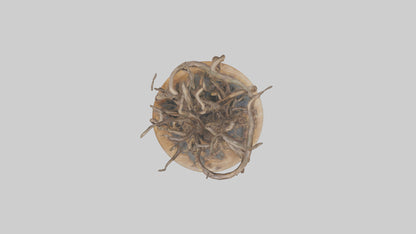 3D model Roots in Motion sculpture model VR / AR / low-poly