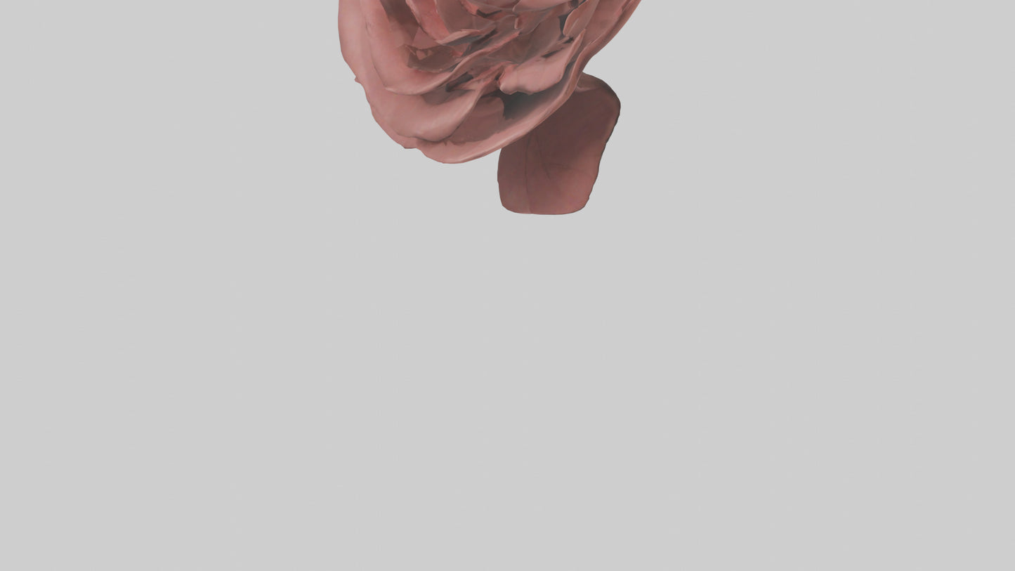 3D model Rose model VR / AR / low-poly