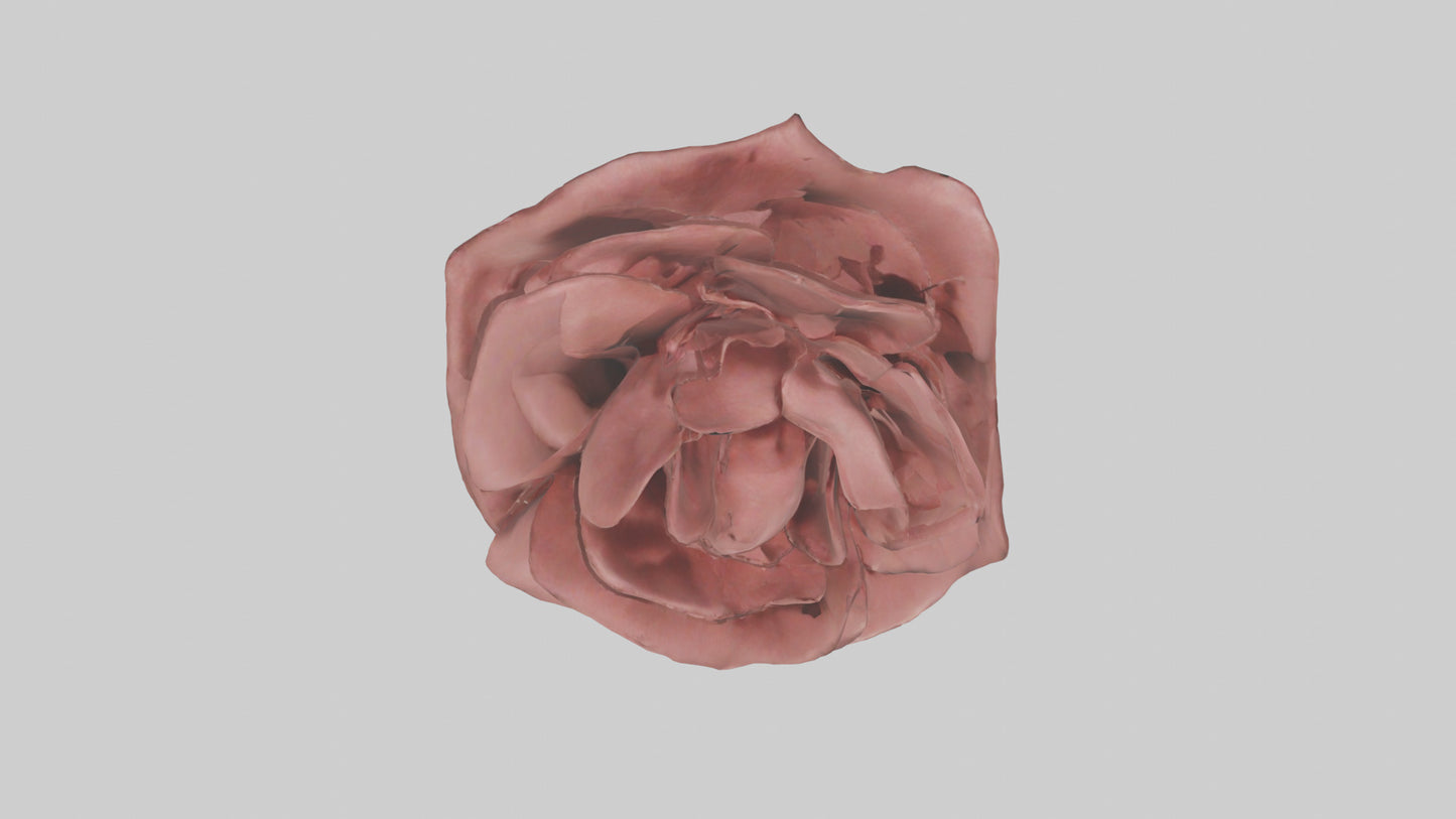 3D model Rose model VR / AR / low-poly