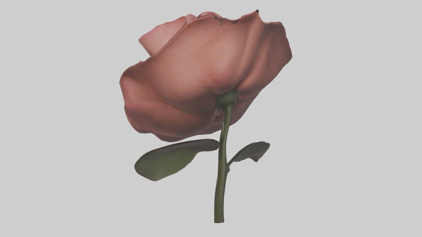3D model Rose model VR / AR / low-poly