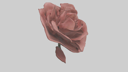 3D model Rose model VR / AR / low-poly