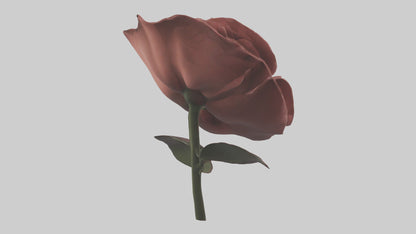 3D model Rose model VR / AR / low-poly
