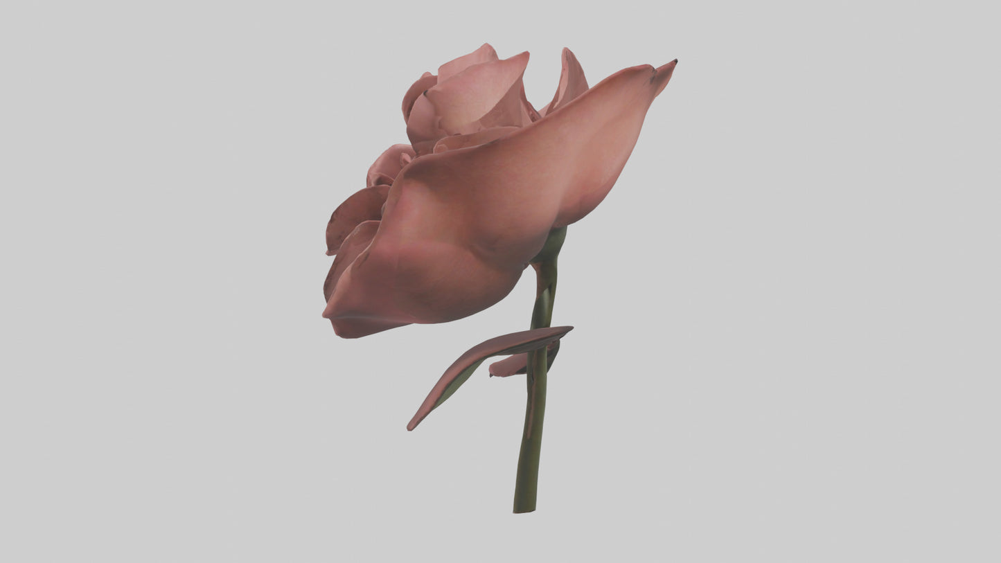 3D model Rose model VR / AR / low-poly
