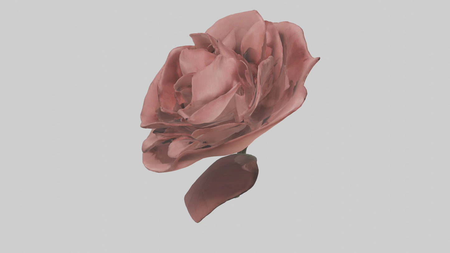 3D model Rose model VR / AR / low-poly