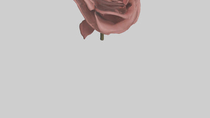 3D model Rose model VR / AR / low-poly