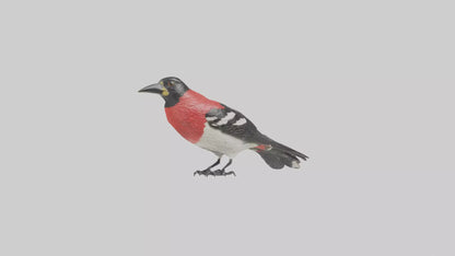 Rosebreasted Grosbeak statue model 3D model