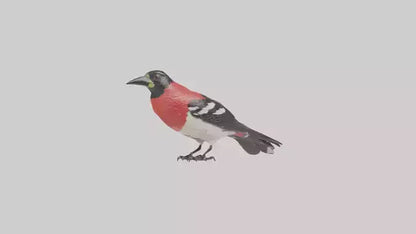 Rosebreasted Grosbeak statue model 3D model
