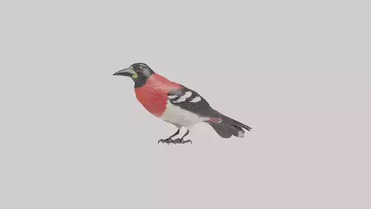 Rosebreasted Grosbeak statue model 3D model