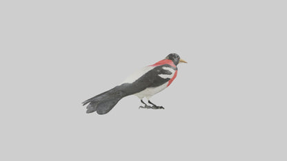 Rosebreasted Grosbeak statue model 3D model