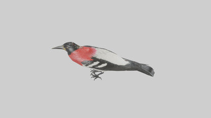 Rosebreasted Grosbeak statue model 3D model