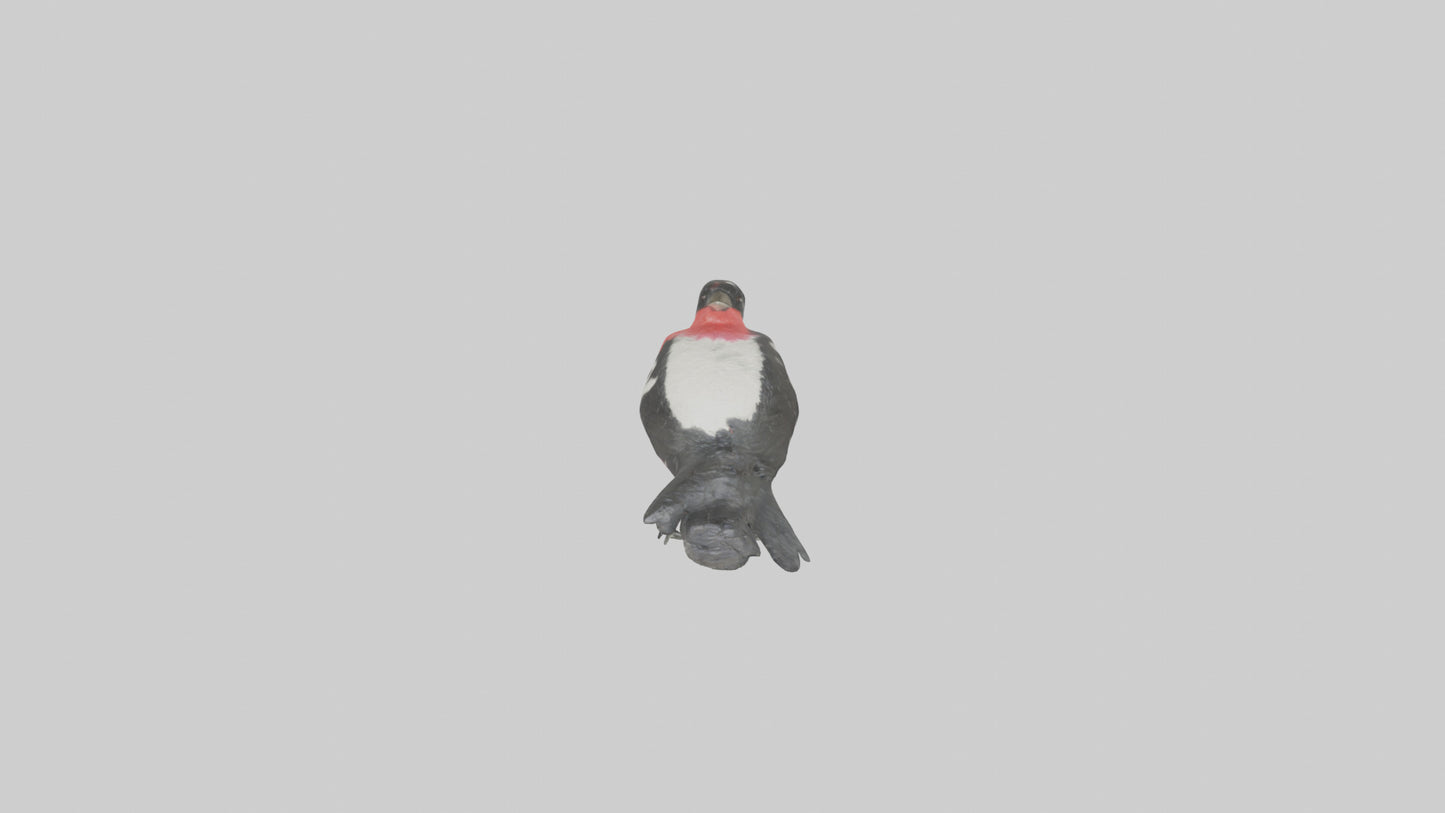 Rosebreasted Grosbeak statue model 3D model