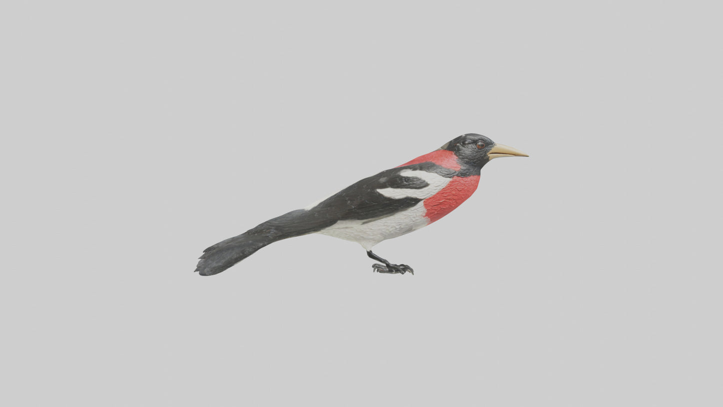 Rosebreasted Grosbeak statue model 3D model