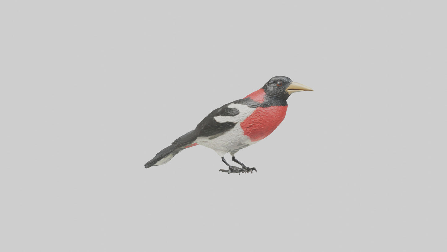 Rosebreasted Grosbeak statue model 3D model