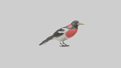 Rosebreasted Grosbeak statue model 3D model