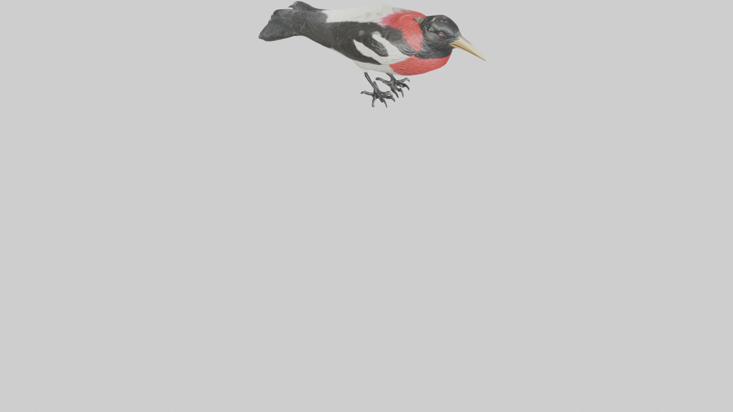 Rosebreasted Grosbeak statue model 3D model