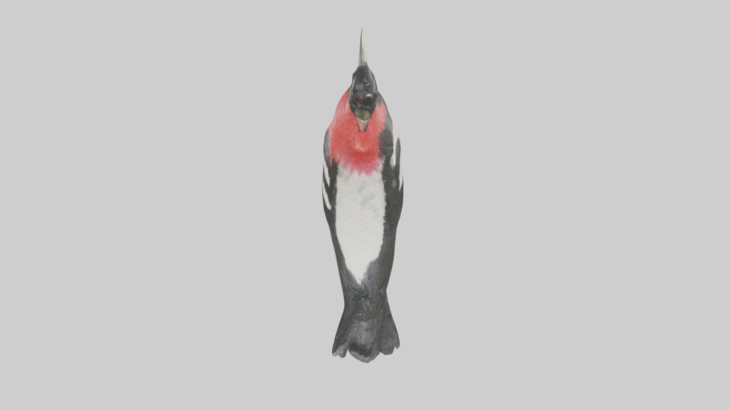 Rosebreasted Grosbeak statue model 3D model