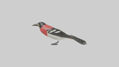 Rosebreasted Grosbeak statue model 3D model