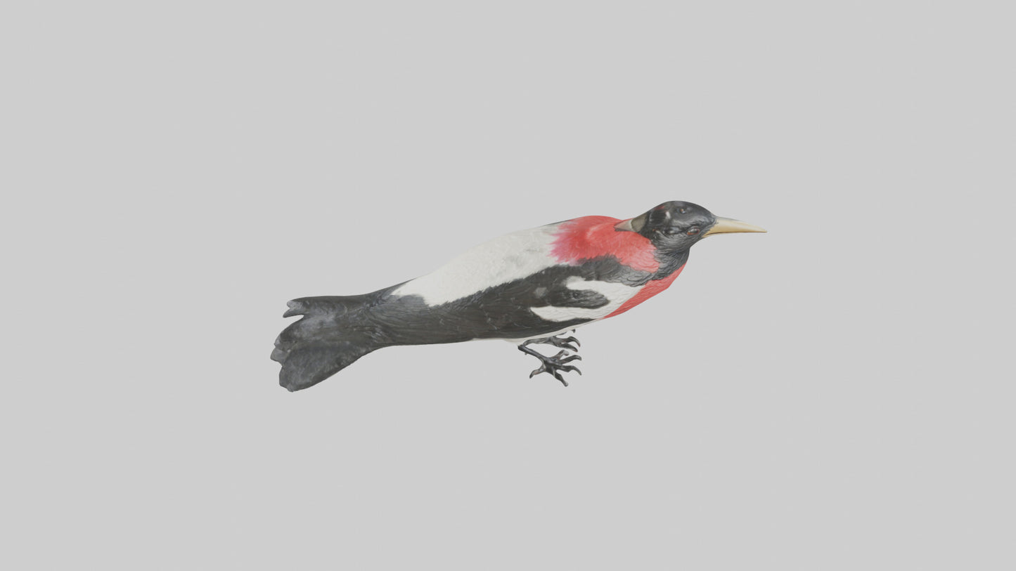 Rosebreasted Grosbeak statue model 3D model