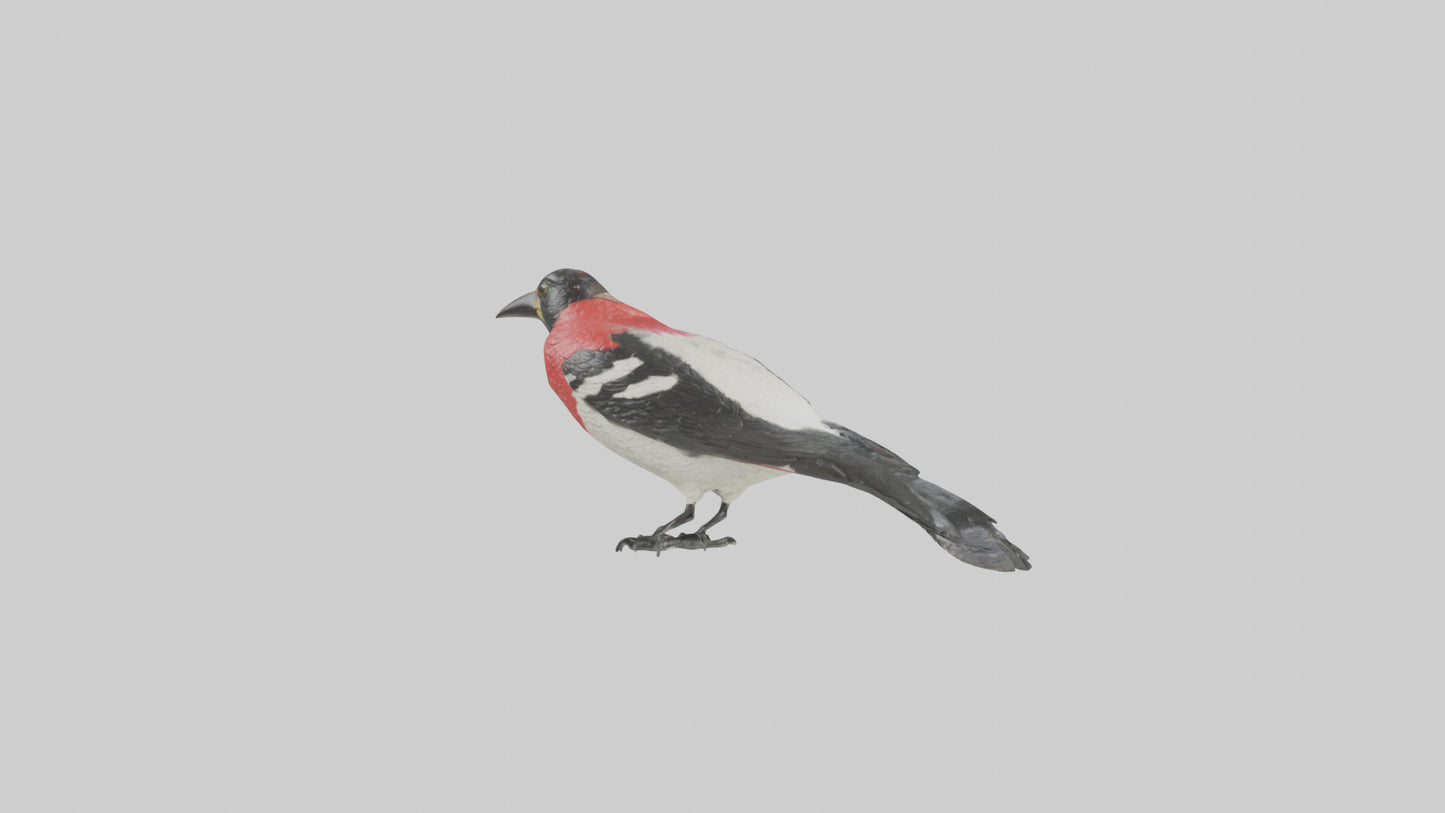 Rosebreasted Grosbeak statue model 3D model